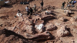 В Аргентине найдены останки самого большого динозавра на Земле