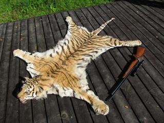 5 лет тюрьмы грозит жителям Уссурийска за продажу шкуры Амурского тигра