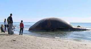 15-тонный кит заминировал пляж