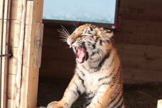 Тигрица Кристал из зоопарка 