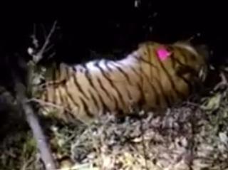 Во Владивостоке поймали тигра, гулявшего по городу