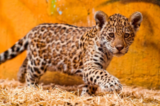 В зоопарк под Уссурийском могут привезти редкую кошку – ягуара