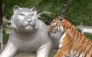 В центре Уссурийска гулял тигр