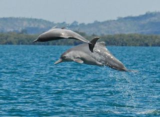 Жители Приморья наблюдали стаю дельфинов в Уссурийском заливе