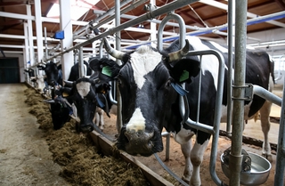 Венгерские коровы демонстрируют высокие надои в Уссурийске