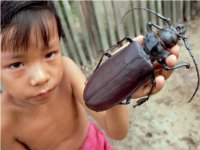 Корейские и приморские ученые восстановят популяцию реликтового жука-дровосека