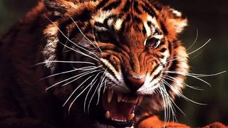 Роковая ошибка: тигрица напала на приморского эксперта по диким животным