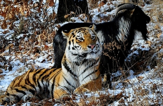 Администрация Приморья обратилась в Московский зоопарк с предложением оставить тигра Амура в краевом сафари-парке