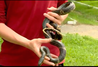 В Уссурийске дети оказались в песочнице c двухметровой змеей