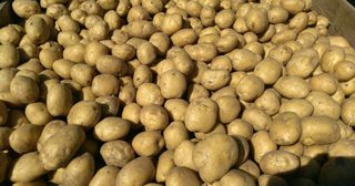 Аграрии Уссурийска увеличили урожайность овощей и картофеля