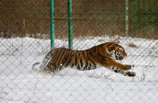 Незаконную охоту на тигра пресекли в Приморье