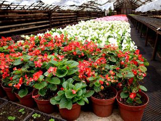 Живое украшение города: более 150 тысяч единиц растений высадили на клумбах Уссурийска