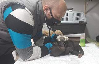 Маленькую медведицу спасли в Приморье