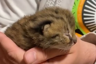 «Маму, вероятно, убили»: крошечного дальневосточного котенка спасают в Приморье