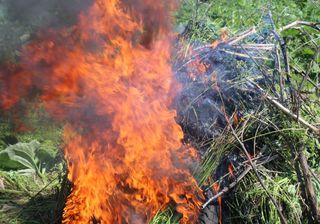 Сотрудники полиции Уссурийска уничтожили дикорастущую коноплю на площади свыше 5 гектаров