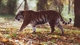 Амурский тигр сбит локомотивом в Хабаровском крае