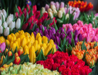 Ярмарка цветов начнет работать в Уссурийске с 5 марта