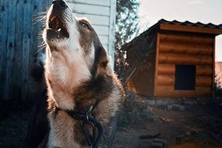 Не лечили, а убивали: зоозащитники обнаружили десятки уничтоженных собак