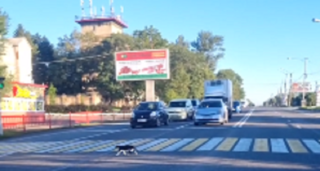 «Перед ней все расступились»: пешеход поразила водителей в Уссурийске