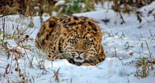 Уссурийский заповедник станет площадкой для увеличения ареала леопарда