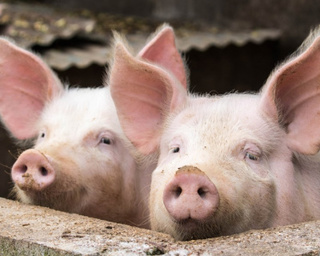 Почти в 2,5 раза увеличилось производство свинины в Приморье в 2022 году