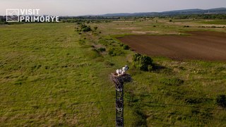 В Уссурийском муниципальном округе появились аисты