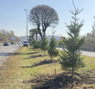 Сорок пять хвойных украсят Владивостокское шоссе в Уссурийске