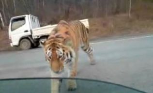 Тигр перекрыл трассу Владивосток-Хабаровск