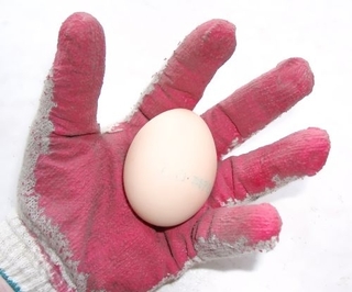 Некачественные куриные яйца не пустят в Приморье