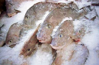 В Приморье рыба задыхается подо льдом